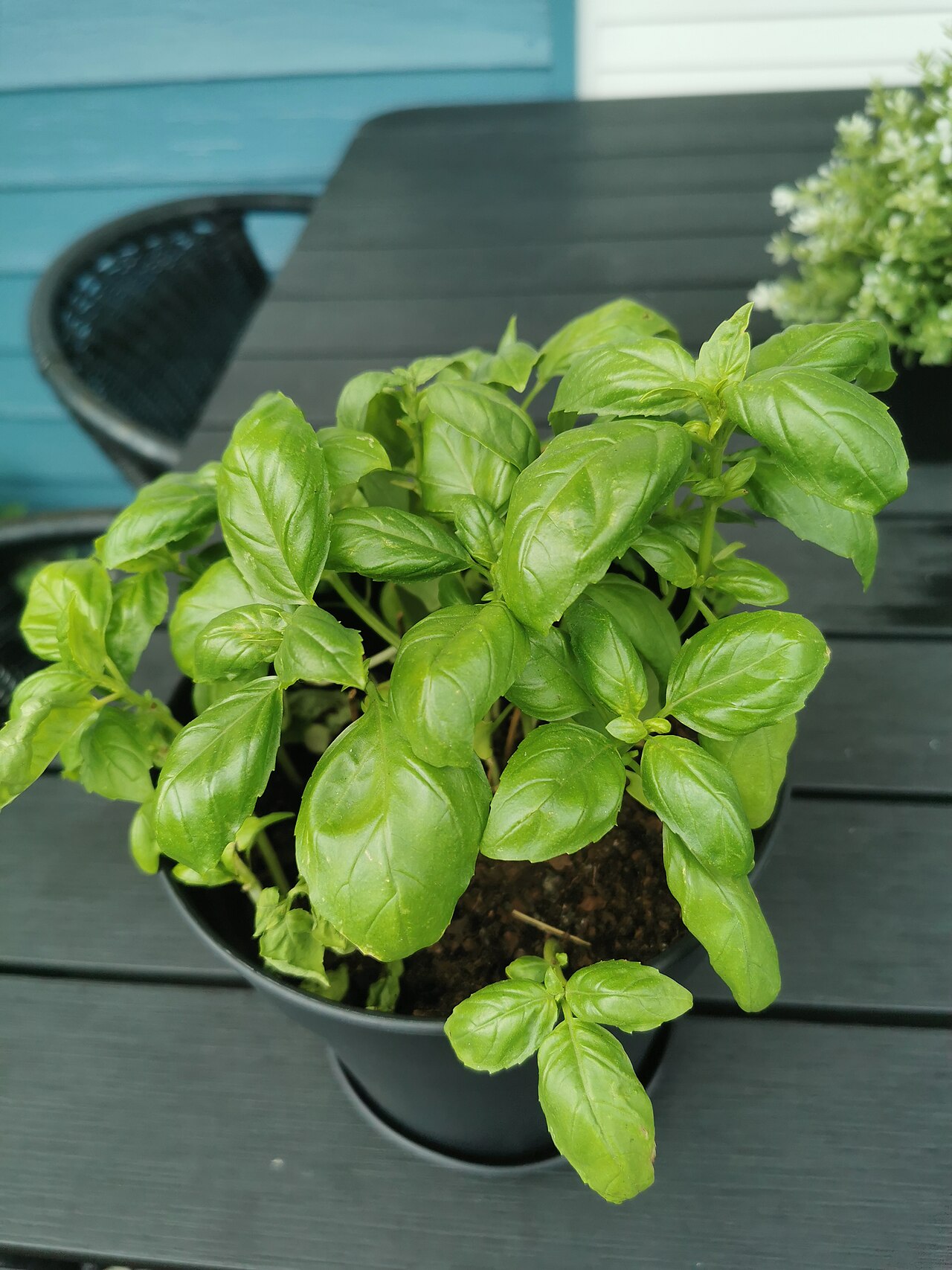 Basil plant in a pot 01.jpg