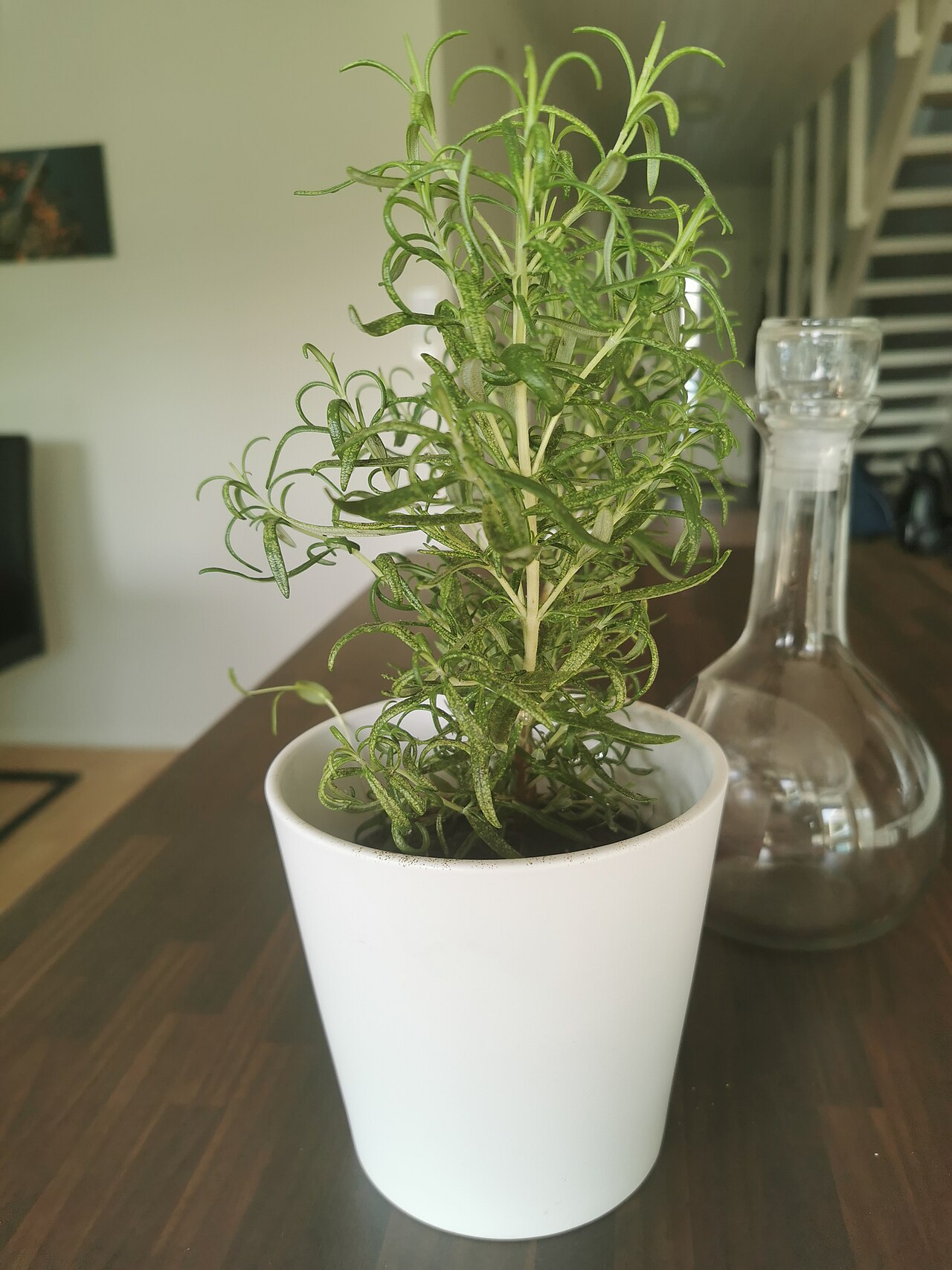 Rosemary plant in a pot 06.jpg