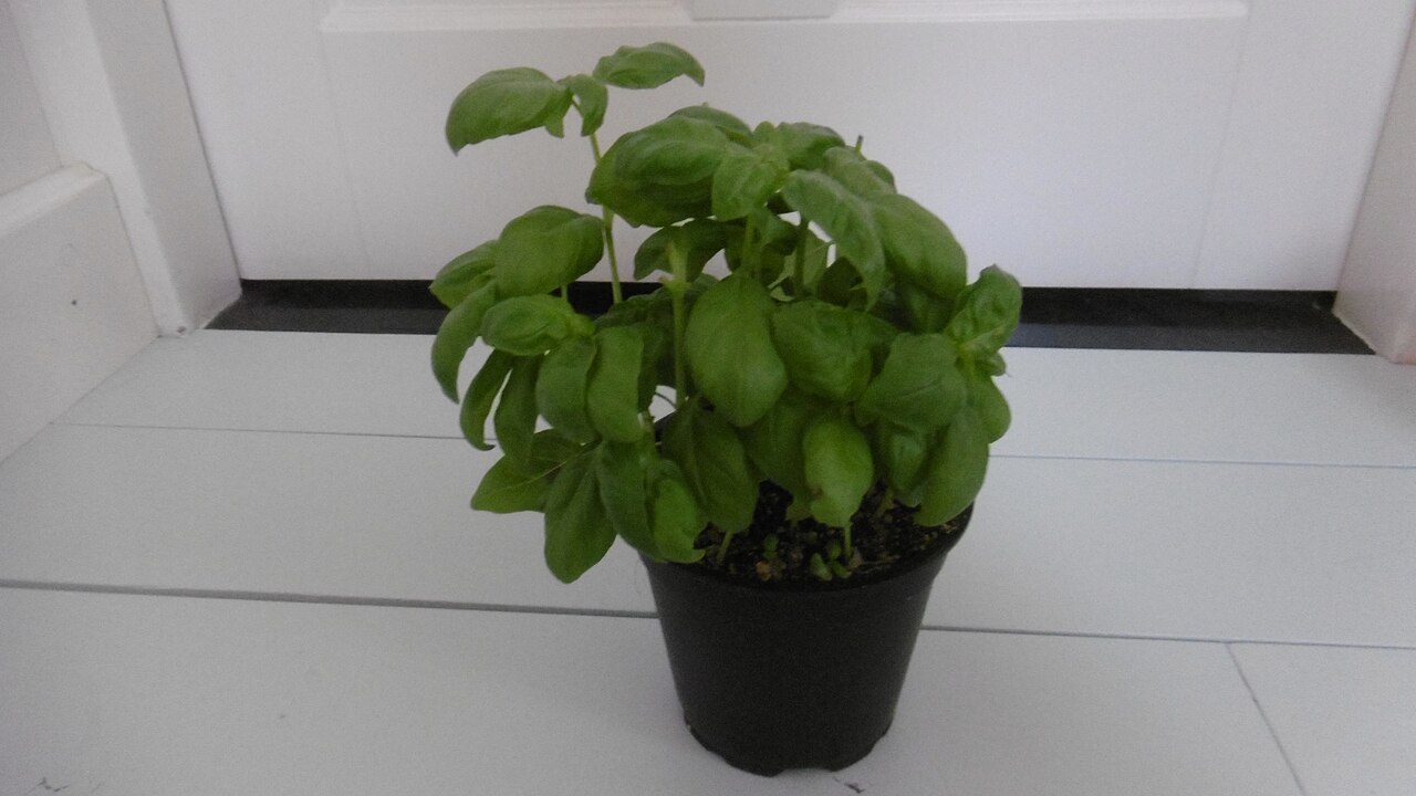 Basil plant in pot 1.jpg